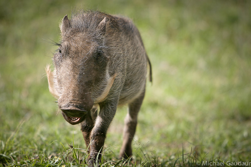 curious warthog piglet
