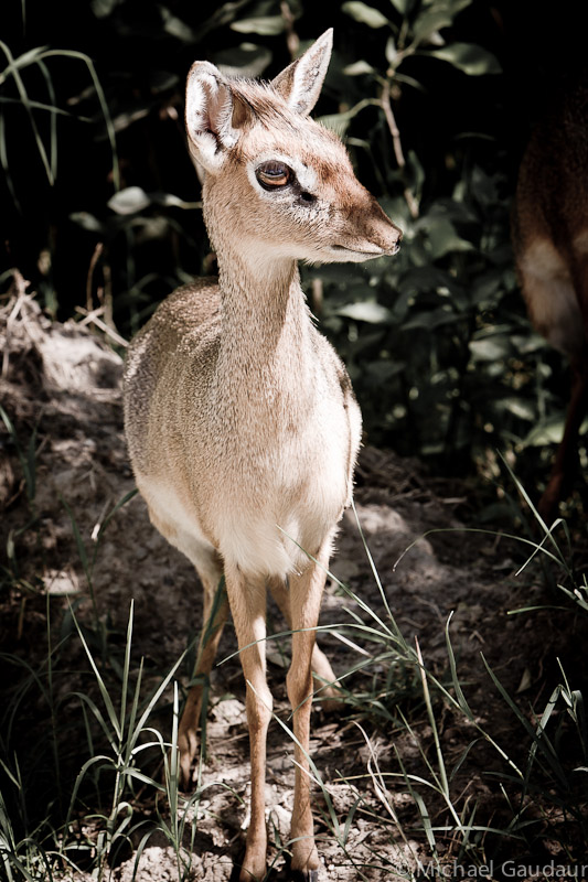 Images From The Kenyan Photo Safari Experience