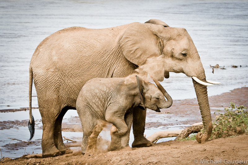 elephant sunscreen