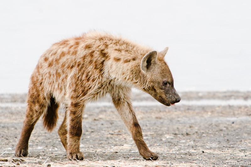 hungry hyaena
