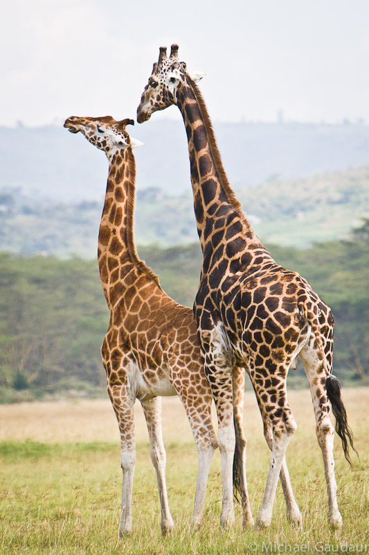 amourous giraffe