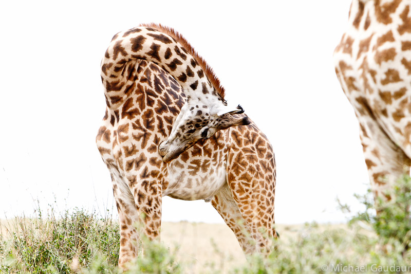 giraffe contortions