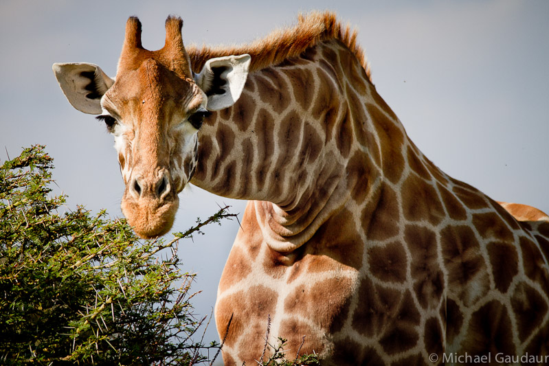 giraffe eye to eye