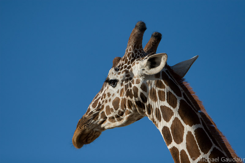 giraffe profile