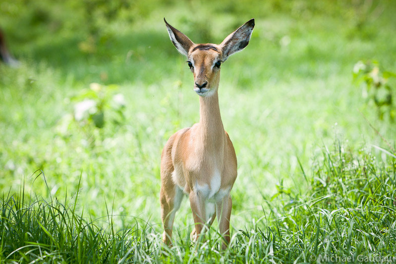 impala study in green