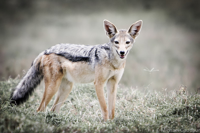 jackal in the sun