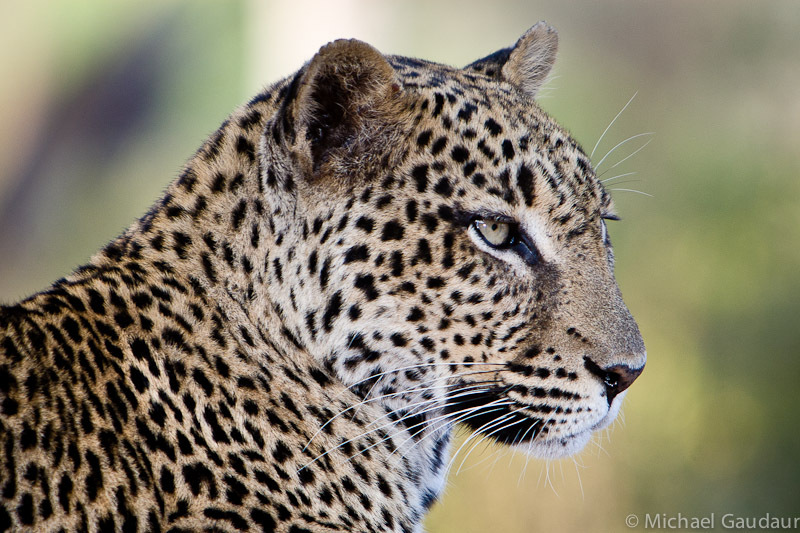 leopard portrait