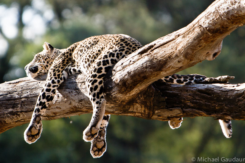 sunbathing leopard