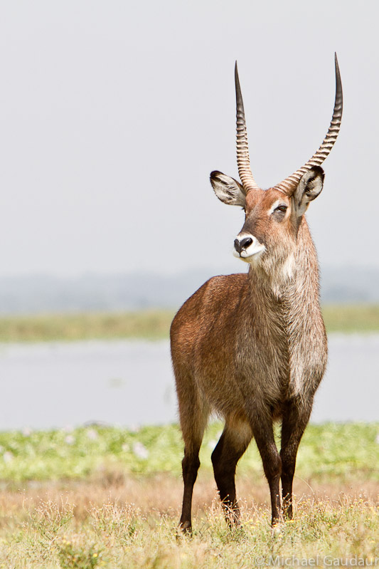 regal waterbuck