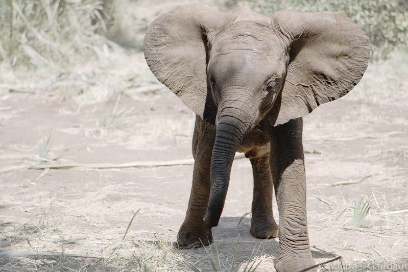 playful pachyderm