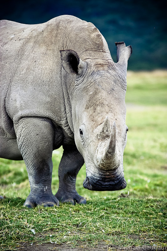 rhino after the rain