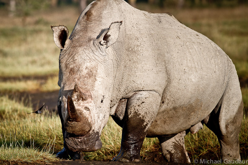 massive rhino moving in