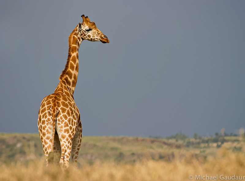 giraffe and approaching storm