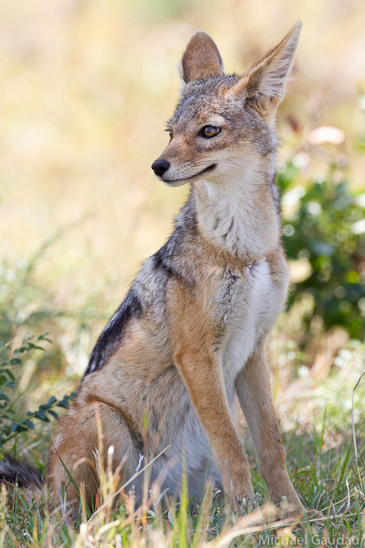 jackal in the shade