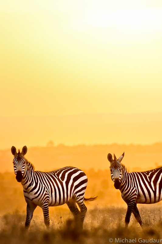 zebra in the golden light of dawn