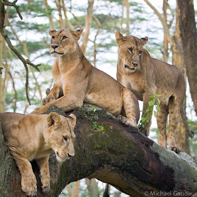 leo trio in a tree
