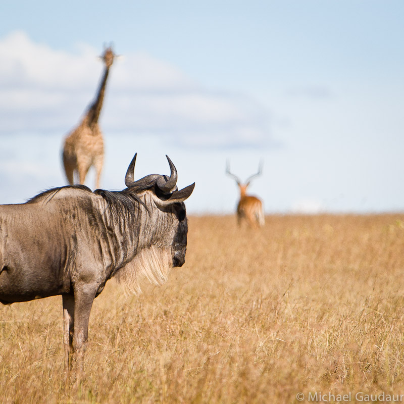 three Mara denezins