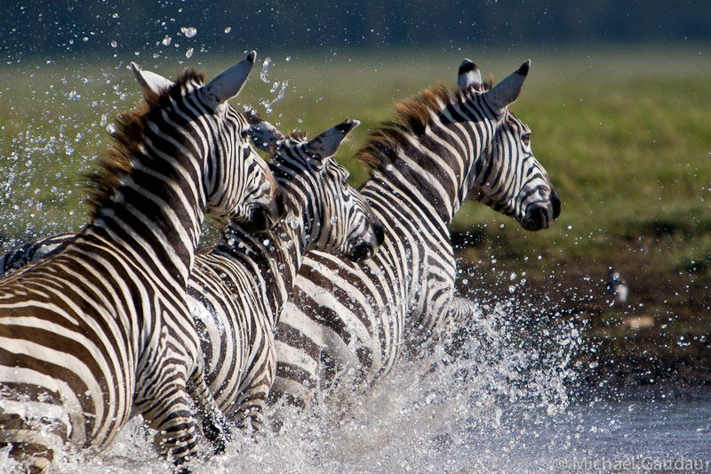 turbulent zebra crossing