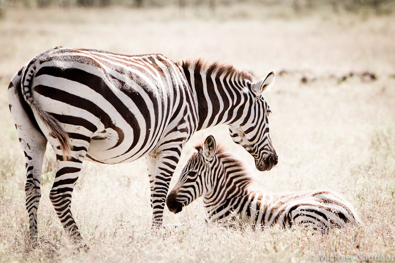zebra mother and foal