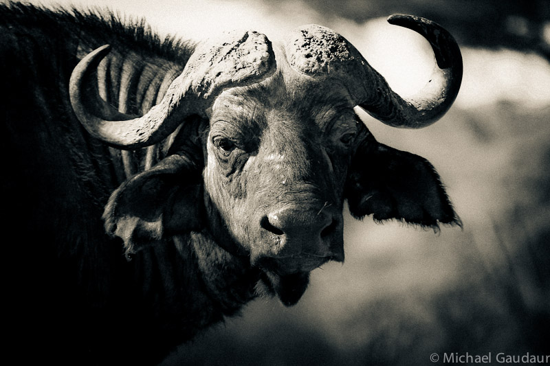 Brazen buffalo