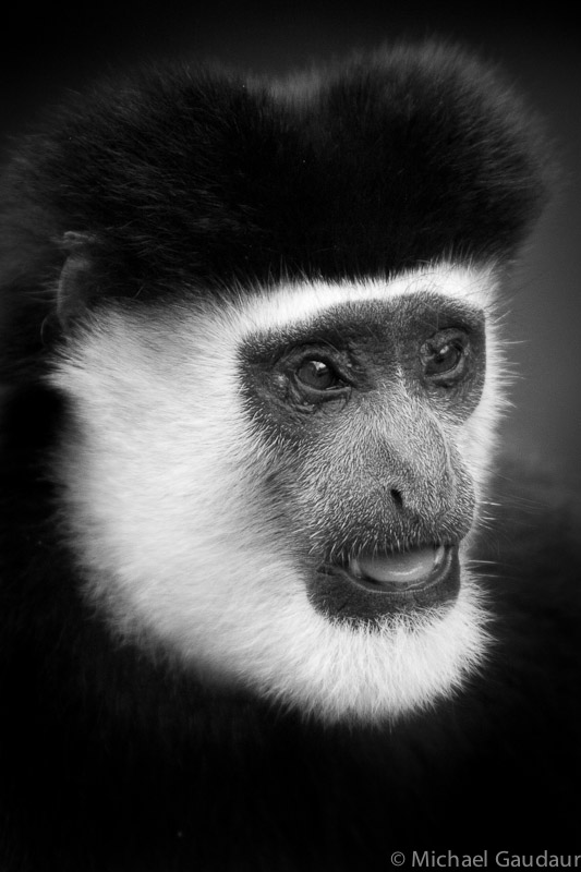 colobus monkey portrait