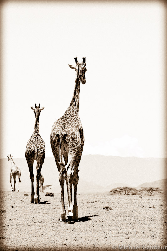 giraffe trio departing