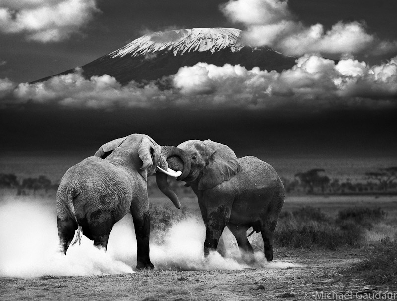 elephant tussle