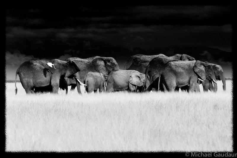 Cattle egret accompany a herd of elephant crossing a grassy field in Amboseli National Park, Kenya.