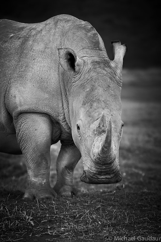 rhino regard