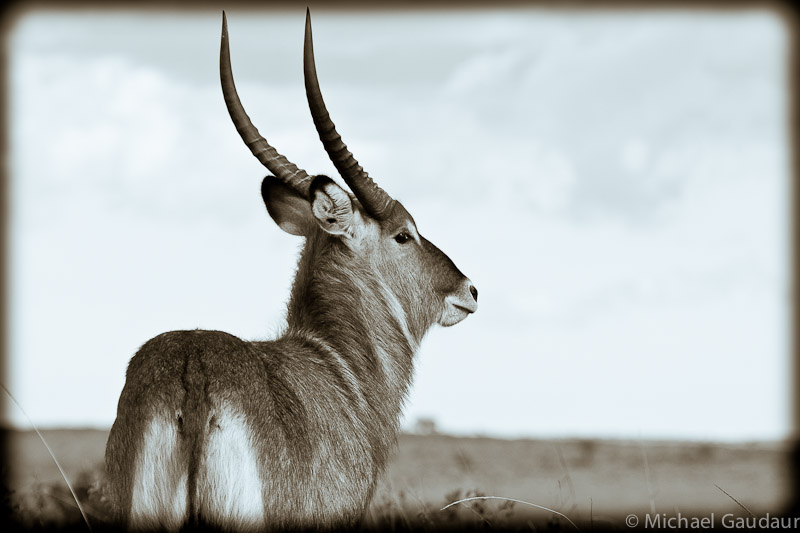 elegant waterbuck portrait