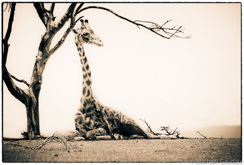 recumbent giraffe