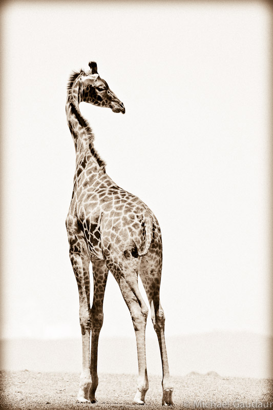 giraffe backwards glance