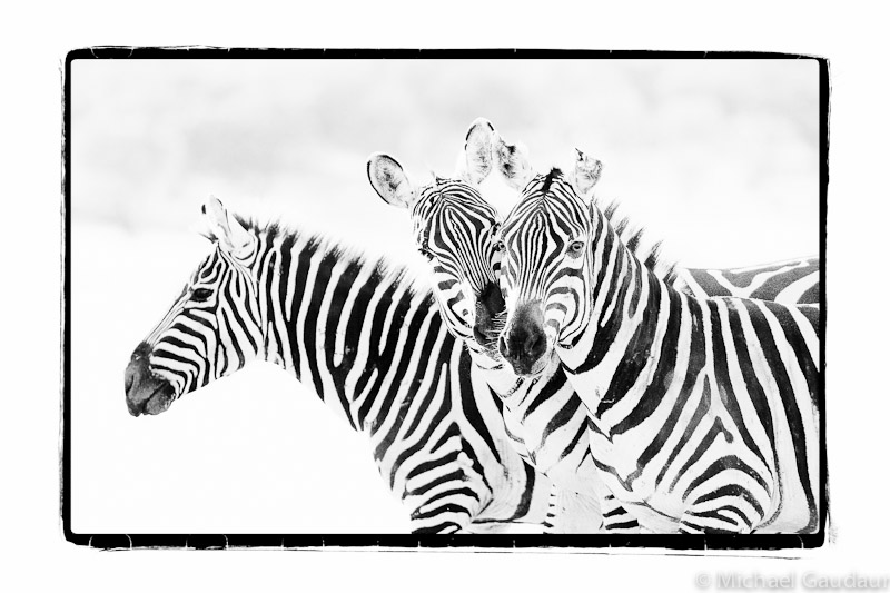 zebra trio