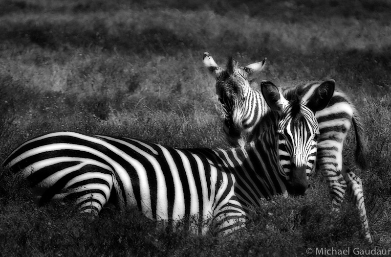 zebra mare with foal