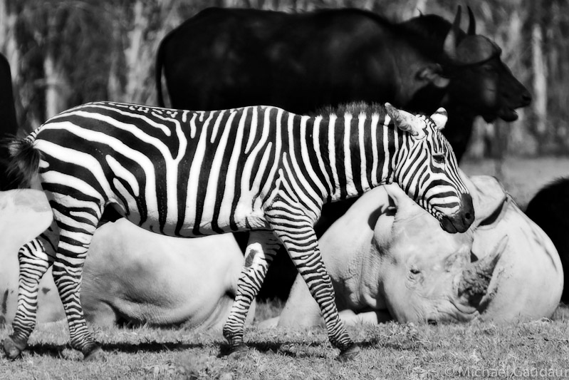 A plains zebra strolls past two sleeping white rhinos, surrounded by a herd of cape buffalo. Lake Nakuru National Park, Kenya.