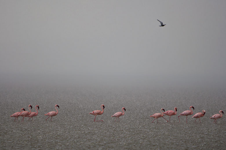 Lake Nakuru flamingos in the rain