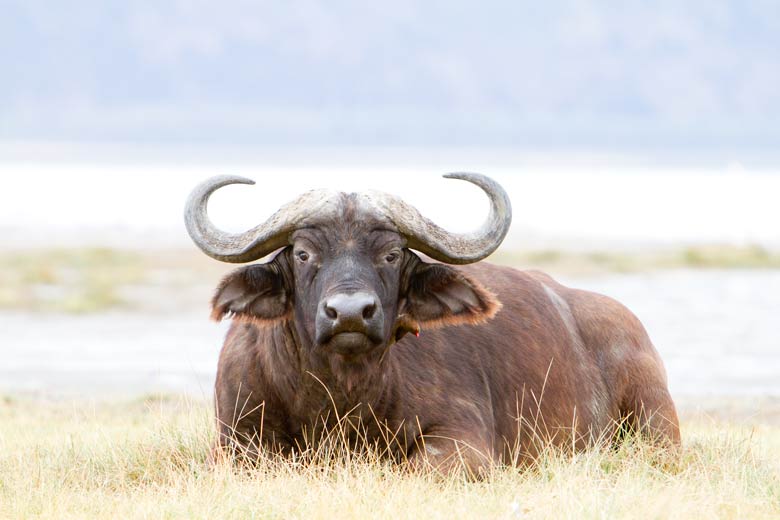 buffalo with oxpecker
