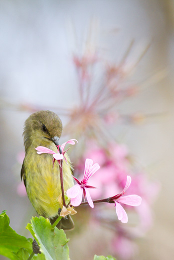 sunbird on pink flower