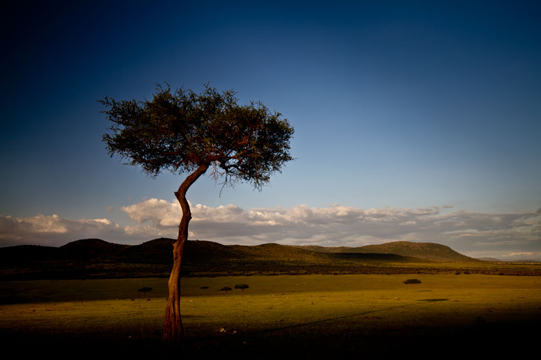 thorn tree on Masai Mara at sunset