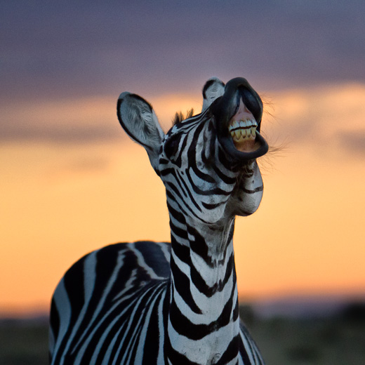 smiling zebra