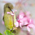 sunbird on pink flower