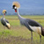 grey crowned cranes