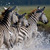 three zebra splashing through river
