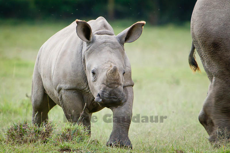 07 07 22 Nakuru Nakuru rhino calf