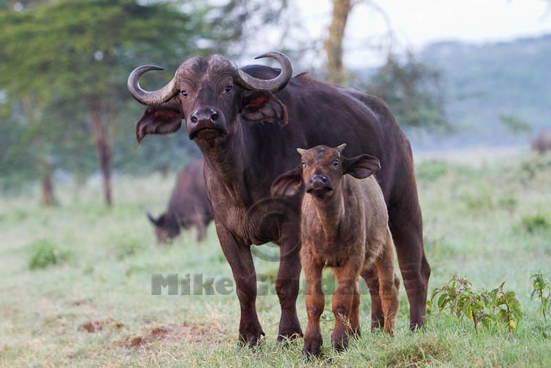 10 03 20 Nakuru MG 3229 1428