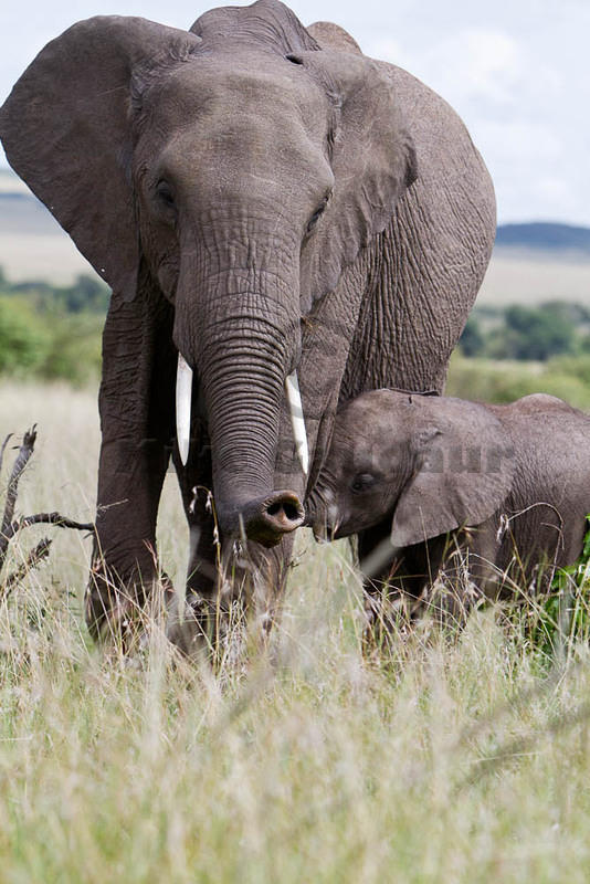 2012-04-16 Masai Mara MG 3785