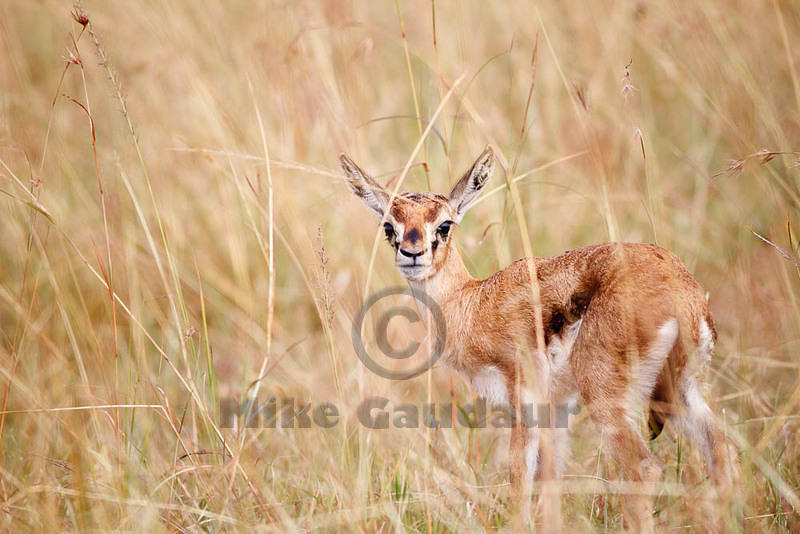 2012-07-21 Masai Mara MG 5574