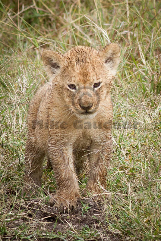 2012-08-10 Masai Mara MG 9222