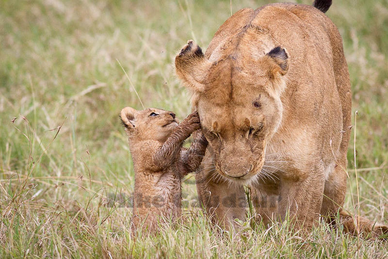 2012-08-10 Masai Mara MG 9248