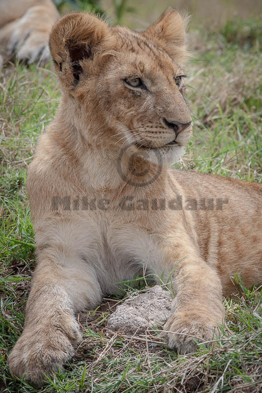  MGP3732 2012-11-27 Masai Mara
